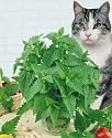 Catnip - 8 Plants - Nepeta - Inside or Out!