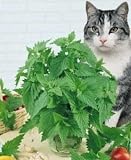 Catnip Plant - Nepeta - GROW INSIDE OR OUTSIDE - 4