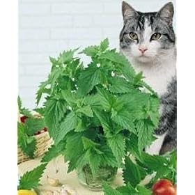 Catnip Nepeta 25 Plants