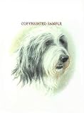 Bearded Collie - Portrait by Cindy Farmer