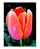 Feathery hue early tulip Botanical Photographic Poster Print by Olga Curd, 20x24