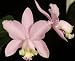 Cattleya loddigesii (Species Orchid Plant)