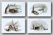 Country Memories Set - Signed and Matching Numbers by Howard Burger 11"x14" Art Print Poster