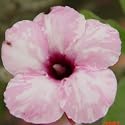 9GreenBox - Very Rare Grafted Adenium Desert Taddy 3 ~ 4 Years House Plant Bonsai