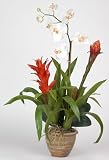 Double Bromeliad / Orchid Silk Flower Arrangement - Cream - B001DQITL2