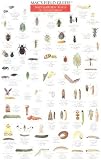 Mac's Field Guide: Bad Garden Bugs of the Northeast/Good Garden Bugs of the Northeast (Mac's Guides (Charts))