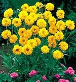Early Sunrise - Coreopsis Grandiflora - 25 Plants