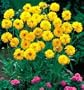 Early Sunrise - Coreopsis Grandiflora - 4 Plants