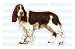 ENGLISH SPRINGER SPANIEL - Dog Decal - sticker dogs got