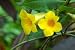 Yellow Trumpet Vine - 24
