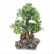 Everlasting Bonsai Tree