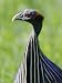 A Close View of a Captive Vulturine Guineafowl Photographic Poster Print, 18x24