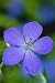 Geranium Johnson
