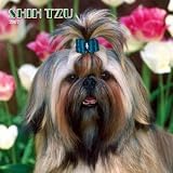 Shih Tzu 2007 Wall Calendar