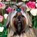shih tzu - Shih Tzu 2007 Wall Calendar