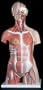 3B Scientific Muscle Torso; Two-Sex; With Pregnancy Insert; 30-Part
