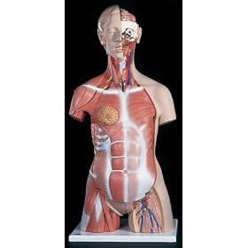 3B Scientific Muscle Torso; Two-Sex; With Pregnancy Insert; 30-Part