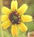 Night Blooming Chocolate Plant - 5 Seeds