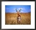 Back of Male Impala, Nairobi Park, Kenya Framed Art Poster Print by Rick Strange, 22x18