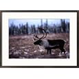 Caribou (Rangifer tarandus) Animals Framed Art Poster Print by Michael S. Quinton, 29x21