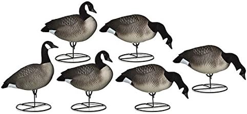 Dakota Decoy 12190 X-Treme Painted Life Size Canada Goose Hunting 6 Pack