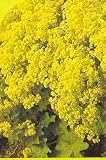 Eigenschaften Dachstauden  / Alchemilla mollis- Frauenmantel, 6 Pflanzen