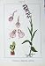 Flowers Sturms 1905 Epipactis Palustris Limodorum