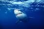 Great White Shark: Truth Behind the Legend