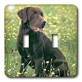Dogs Labrador Retriever - Chocolate Labrador Retriever - Light Switch Covers - double toggle switch