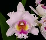 Blc Dr Joe Walker 'Ray Mishima'