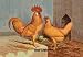Buff Leghorns - Paper Poster (18.75 x 28.5)