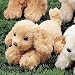 Plush Coco Cocker Spaniel Pouncing 6