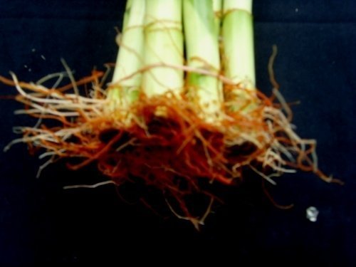 10 Stalks of 60 Inches Straight Lucky Bamboo ,Exclusive Design By Jmbamboo