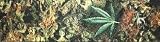 ROOFIES SKATEBOARD GRIPTAPE MARIJUANA WEED BUD GRAPHIC