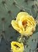 Prickly Pear Cactus Flower, Saguaro National Park, Arizona, USA Photographic Poster Print by Jamie & Judy Wild, 12x16