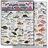 Saltwater Fish Chart #5