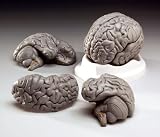 Budget Smart Brain Teaching Model 3 sectional (parts) spheres-CH1 with Free Set of Bone Pens