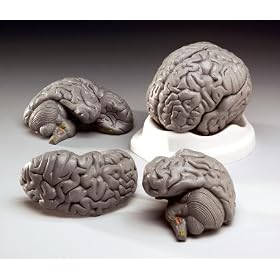 Budget Smart Brain Model 3 Parts