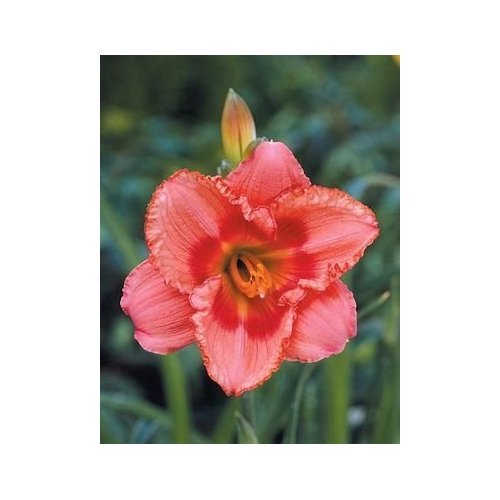 1 Reblooming \'Strawberry Candy\' Daylily Plant, 4\