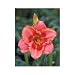 1 Reblooming \'Strawberry Candy\' Daylily Plant, 4\