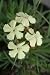 Pflanzenset: 3 x Dianthus knappii - Gelbe Balkan-Nelke