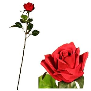 Half+opened+rose
