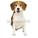 Beagle Blank Card Paper House Productions