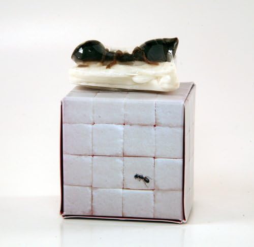 Sweetest Thing - Ant on Sugar Novelty Candle