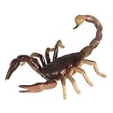 Safari: Scorpion