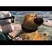 Product Video: Clip: Talking Dogs