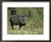 Collared Peccary(Javelina), Tayassu Tajacu, Texas Framed Art Poster Print by Alan And...