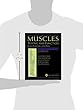 Muscles : testing and function with posture and pain