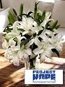 Project HOPE Siberia Lilies