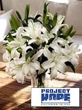 Project HOPE Siberia Lilies